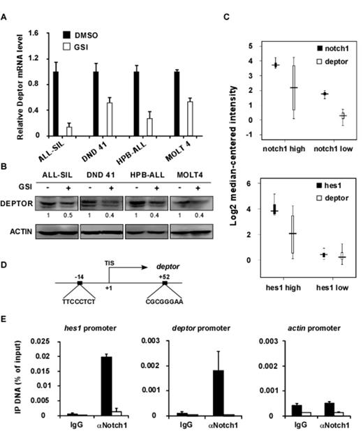 Figure 1. Deptor is a direct downstream target of NOTCH1 signaling. Compound E treatments decreased the mRNA (A) and protein expression (B) of deptor. (C) Analyses of 174 T-ALL patients revealed that mRNA expression of deptor is highly correlated with notch1 and hes1. (D) The schematic presentation of deptor promoter. Two CSL binding site sequences are shown. TIS, transcription initiation site. (E) ChIP assays revealed that NOTCH1 directly bound to the deptor promoter and Compound E treatments abolished the association. hes1 and actin promoters are shown as positive and negative controls.