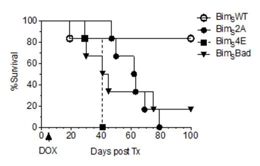 Figure 1. A) Cohorts of 6 NSG mice were xenografted with MV4;11 cells expressing BimS ligand variants under doxycycline control. Doxycycline water was fed to mice from day 5+ and survival assessed. B. Cohorts of 6 NSG mice were xenografted with MV4;11 cells expressing BimS2A under doxycycline control. Mice were allocated to treatment with either vehicle or ABT-199 on days 5-12 +/- doxycycline water from day 5+ and survival assessed. All mice in the arm combining Doxycycline (to suppress Mcl-1) and ABT-199 (to target Bcl-2) were alive and leukemia-free on day 100.