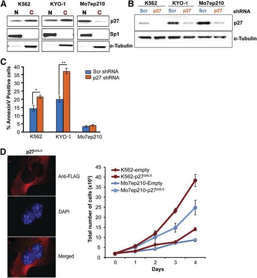 Figure 2. Cytoplasmic p27 promotes survival of CML cells. (A) p27 immunoblotting was performed on the nuclear and cytoplasmic fractions of exponentially growing CML cell lines. K562 and KYO-1 cells show predominantly cytoplasmic p27, whereas Mo7ep210 cells show predominantly nuclear p27. (B) K562, KYO-1, and Mo7ep210 cells were infected with p27 or scrambled shRNA lentivirus and total p27 expression was determined by immunoblot analysis. (C) Cells infected with p27 or scrambled shRNA were analyzed for apoptosis using Annexin V staining. *P < .050; **P < .010. (D) Effect of cytoplasmic-only p27 (p27ΔNLS) on cell growth of CML cells. p27−/− MEFs were transduced with Flag-p27ΔNLS and localization was validated by IF analysis using anti-Flag antibody (M2; Sigma-Aldrich). DAPI was used for nuclear staining. K562 and Mo7ep210 cells were transduced with p27ΔNLS or empty vector control and the effect on cell growth was measured over time.