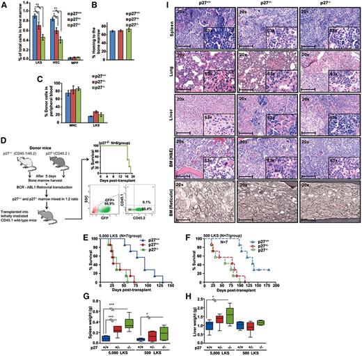 Figure 3. The net function of p27 in BCR-ABL1–mediated leukemogenesis is tumor-suppressive. (A) BM harvested from 5-fluorouracil–treated p27+/+, p27+/−, and p27−/− mice (N = 3 per group) was analyzed by FACS to determine the proportions of Lin−/c-Kit+/Sca1+ (LKS) cells. The LKS population was gated for CD34 expression to distinguish between progenitor cells (LKS CD34+ for MPP) and the stem cell–enriched fraction (LKS CD34− for HSC). (B) Homing capacity was assessed in recipients of BM LKS cells from p27+/+, p27+/−, and p27−/− mice (N = 3 per group) using CFSE labeling. (C) Long-term engraftment was assessed in CD45.1+ recipients of CD45.2+ BM cells from p27+/+, p27+/− and p27−/− mice (N = 3 per group) after injecting all mice with MNCs (3 × 105 cells per mouse) and LKS cells (3000 cells per mouse). Starting 4 weeks after transplantation, the contribution of CD45.2+ cells in the peripheral blood was measured by weekly FACS. The data shown represent engraftment after 6 weeks. (D) BCR-ABL1–expressing p27+/+ and p27−/− BM cells were subjected to an in vivo competition experiment. To adjust for the 50% reduced LKS population in p27−/− mice, twice the number of BCR-ABL1–transduced BM cells from p27−/− CD45.2 mice (1.4 × 105 cells per mouse) mixed with BCR-ABL1–transduced BM cells from p27+/+ CD45.2/CD45.1 mice (0.7 × 105 cells per mouse) were injected into lethally irradiated wild-type congenic recipient mice (CD45.1). At the time of autopsy, BM cells were analyzed by FACS for the presence of GFP+ p27−/− CD45.2 or p27+/+ CD45.1 cells. (E-F) p27+/+ mice were transplanted with BCR-ABL1–transduced GFP+ BM LKS cells (5000 or 500 per mouse) from p27+/+, p27+/− and p27−/− mice and compared for survival using Kaplan-Meier statistics. (G-H) Spleen and liver weights of mice transplanted with BCR-ABL1–transduced LKS cells were compared according to genotype. (I) Representative histological sections of BM, liver, lung, and spleen from mice transplanted with BCR-ABL1–transduced LKS cells. Scale bars represent 100 μm *P < .050; **P < .010; **P < .001. CFSE, carboxyfluorescein succinimidyl ester; HSC, hematopoietic stem cells; MNC, mononuclear cell; MPP, multipotent progenitor.