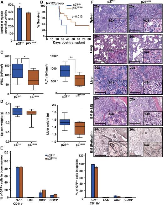 Figure 5. Retention of p27 in the nucleus attenuates BCR-ABL1–induced leukemia. (A) BM cells from p27+/+ and p27S10A mice were transduced with BCR-ABL1 retrovirus, sorted by FACS for GFP+/Lin– cells, and plated in methylcellulose in absence of cytokines. Myeloid colony formation of BCR-ABL1–transduced cells was assessed after 8 days. (B) Kaplan-Meier survival analysis of p27+/+ mice transplanted with BCR-ABL1–transduced BM cells from p27+/+ and p27S10A mice. (C) WBC and PLT counts and (D) spleen and liver weights of leukemic mice were compared according to genotype. (E) Lineage distributions of GFP+ cells in the BM and spleen of leukemic mice: granulocytes (Gr1+CD11b+), B cells (CD19+), T cells (CD3+), and LKS cells (Lin−c-Kit+Sca1+). Error bars represent standard deviation. (F) Representative histological sections of BM, liver, lung, and spleen from mice transplanted with BCR-ABL1–transduced BM cells from p27+/+ and p27S10A mice. Scale bars represent 100 μm. In above experiments, *P < .050, **P < .010.