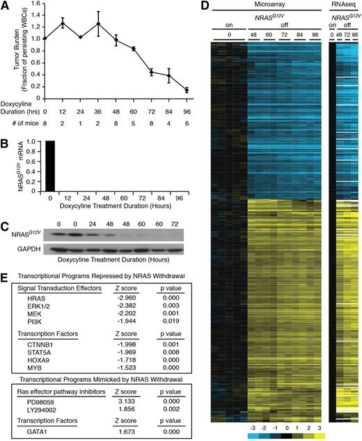 Figure 1. NRASG12V/Mll-AF9 AML On-Off model and gene expression. (A) Tumor burden was assayed by peripheral white blood cell (WBC) count as a fraction of the WBC count of each mouse at the time of sacrifice to the WBC count at the time of doxycycline treatment. Each point represents the mean WBC fraction of all of the animals sacrificed at that time point. Error bars represent the standard error of the mean for each time point. (B) NRASG12V transgene abundance by quantitative polymerase chain reaction. (C) NRASG12V protein levels by Western blot analysis. (D) Hierarchical clustering of gene-expression microarray and RNA sequencing data using the list of differentially expressed genes identified by microarray analysis. (E) Ingenuity Upstream Regulator Analysis identified transcriptional programs that were repressed (negative Z score, top panel) or mimicked (positive Z score, bottom panel) by NRASG12V withdrawal.