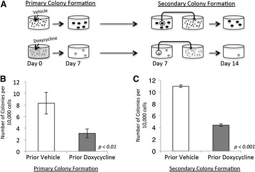 Figure 3. NRASG12V withdrawal abrogates self-renewal capacity. (A) Colony-forming assay (CFA) schematic. Doxycycline was administered on day 0. Colonies that grew by day 7 were extracted, dispersed, and plated in methylcellulose for a secondary CFA with no further treatment (doxycycline was not administered after day 0). (B) Primary colony formation of primary leukemia cells treated with doxycycline or vehicle on the day of plating. Each bar represents the average value for 13 independent experiments. (C) Secondary colony formation of replated colonies. Each bar represents the average value for 3 independent experiments. Error bars represent standard error of the mean.