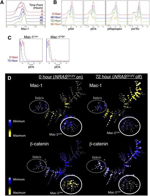 Figure 5. Intracellular flow cytometry and mass cytometry reveals loss of the LSC population in response to NRASG12V withdrawal. Primary AML cells were harvested from the spleens of leukemic mice at 0, 48, 72, and 96 hours after doxycycline treatment to abolish NRASG12V expression. Flow cytometry was used to assay for levels of (A) Mac1 (myeloid lineage–commitment surface marker). (B) Phospho-AKT, -ERK1/2, -MAPAPKII, and -mTOR. (C) Using mass cytometry, Mac1High and Mac1Low populations were gated separately, and the levels of pERK were assessed in each group in each sample. Because mass cytometry data lack autofluorescence (as seen with traditional flow cytometry), these histograms abut the y-axis. (D) SPADE trees reveal loss of Mac-1Low cells in response to NRASG12V withdrawal. These cells were also submitted for mass cytometry to simultaneously evaluate the levels of 26 surface markers and intracellular signaling molecules. SPADE analysis displaying the patterns of Mac-1Low (top 2 panels) and β-catenin are displayed. Expression values represent arcsinh difference: for Mac-1 the range is 1.15 to 6.13 and for β-catenin the range is −0.14 to 2.6. The smallest node corresponds to 1 cell and the largest node corresponds to 150 cells.