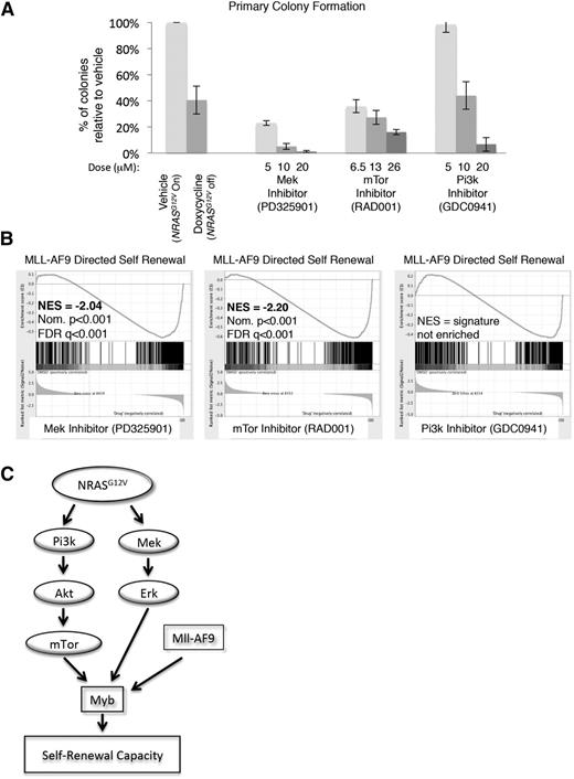 Figure 6. mTOR and MEK inhibition recapitulate the effects of NRASG12V withdrawal on leukemia self-renewal capacity. (A) Primary leukemia cells were treated with RAS-pathway inhibitors and plated in CFAs. Colonies were scored as the number of colonies that developed per 10 000 cells plated. The percentage of colonies that developed from drug-treated cells, relative to vehicle-treated cells from the same experiment, is shown. Each bar represents the average value of 4 to 13 experiments (doxycycline treatment was performed 13 times, RAD001 and PD325901 treatments were performed 4 times, and GDC0941 treatment was performed 8 times; vehicle treatment was performed at each experiment). Error bars represent the standard error of the mean. (B) RNA was extracted from primary leukemia cells after 24-hour in vitro treatment with RAS-pathway inhibitors and submitted for RNA sequencing in triplicate. Doses used were PD325901 20 μM, RAD001 26 μM, and GDC0941 20 μM. Normalized transcript expression levels were used for GSEA, comparing our data set with leukemia-specific self-renewal gene lists, and showed a loss of the MLL-AF9–directed signature in MEK and mTOR-inhibited cells. (C) Schematic figure indicating the NRASG12V-driven pathways that mediate leukemic self-renewal based on our findings.