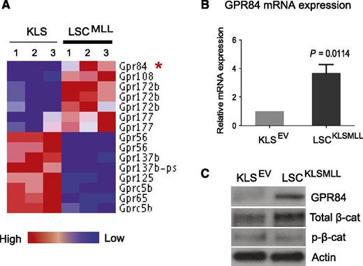 Figure 1. GPR84 is upregulated in mouse MLL LSCs, and there is a positive correlation between GPR84 and β-catenin expression. (A) The heat map of the 10 GPCR genes, which passed a fold-change cutoff of 1.5. Expression of GPR84 in MLL LSCs compared with HSC-enriched KLS cells is marked with an red asterisk. (B) Real-time RT-PCR confirmed the microarray result with primers specific for GPR84 in KLS cells transduced with empty vector (EV) and KLSMLL LSCs isolated from mice with an established MLL-AF9 AML initiated from KLS cells. The results were normalized using GAPDH as a control. (C) Western blot analysis confirmed changes in the protein expression of GPR84 and β-catenin (total or inactive/phosphorylated β-catenin) in KLS cells expressing EV and KLSMLL LSCs.