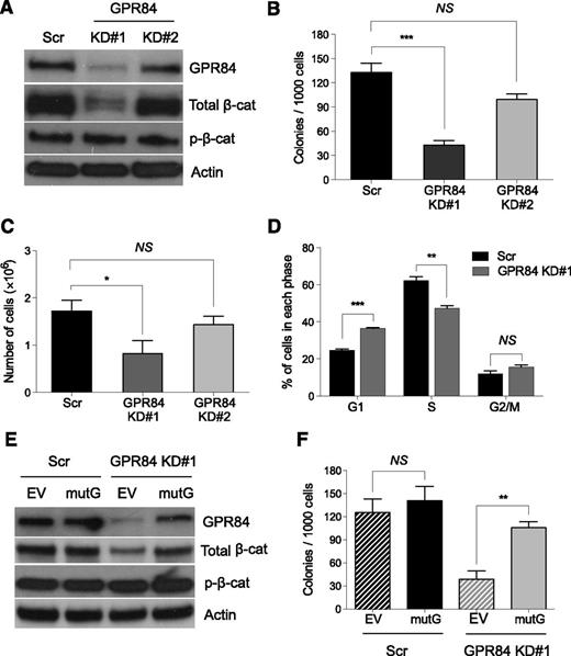 Figure 2. GPR84 knockdown suppresses β-catenin expression and in vitro colony formation of stem cell–derived MLL pre-LSCs. (A) Western blot analysis of GPR84 knockdown efficiency and β-catenin expression in scrambled control (Scr) or 2 independent GPR84 shRNAs (KD#1 and KD#2) transduced KLSMLL pre-LSCs. (B) Colony-forming assays of Scr or GPR84 KD KLSMLL pre-LSCs. Numbers of colonies per dish at the third round of replating are shown. (C) Total number of cells per dish after the third round of replating. (D) Flow cytometric analysis of cell-cycle status in Scr or GPR84 KD#1 KLSMLL pre-LSCs. Error bars represent triplicates obtained in independent experiments. (E) Western blots of GPR84 and β-catenin in Scr or GPR84 KD#1 KLSMLL pre-LSCs expressing empty vector (EV) or KD#1-resistant GPR84 cDNA (mutG). (F) Colony-forming assays of Scr or GPR84 KD#1 KLSMLL pre-LSCs expressing EV or mutG. *P < .05, **P < .01, ***P < .0005, NS, not significant (P > .05).