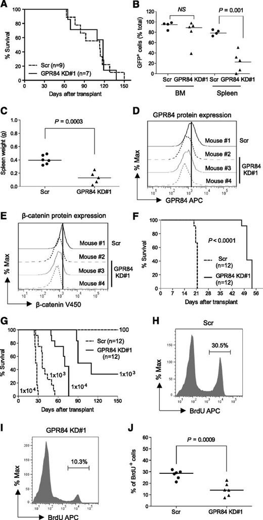 Figure 3. GPR84 knockdown blocks dissemination of leukemic cells to the spleen and compromises leukemia reconstitution. (A) Kaplan-Meier survival curves for mice injected with 1 × 106 Scr or GPR84 KD#1 KLSMLL GFP+ pre-LSCs. (B) Percentage of GFP+ leukemic cells in BM and spleen. NS, not significant (P > .05). (C) Spleen weights of primary AML mice. (D-E) Flow cytometric analysis of GPR84 and β-catenin protein levels in GFP+ leukemic cells from primary recipients. (F-G) Kaplan-Meier survival curves for mice that received 1 × 105 GFP+ leukemic cells from primary recipients in secondary transplantation assays, or that received the indicated number (102-104) of GFP+ leukemic cells for in vivo limiting dilution assessment. Calculated LSC frequencies in GFP+ Scr and GPR84 KD#1 leukemic cells are 1 in 433 and 1 in 1254, respectively. (H-I) Representative histograms illustrating in vivo BrdU incorporation cell proliferation assays of GFP+ leukemic cells from the BM of secondary recipients 10 days after transplantation. (J) Bar graphs representing quantitative analysis of the data obtained from in vivo BrdU incorporation assays (indicative of 6 independent experiments).