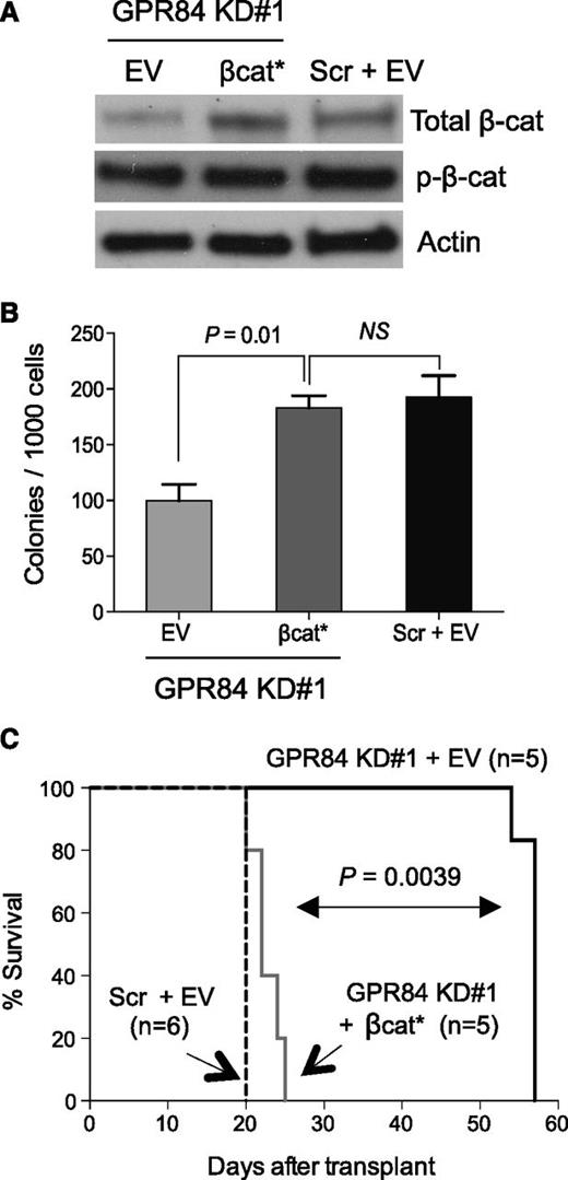 Figure 4. Expression of constitutively active β-catenin rescues the GPR84-deficient phenotype in vitro and in vivo. Scr or GPR84 KD#1 KLSMLL GFP+ leukemic cells were sorted from BM cells of primary recipients and subsequently transduced with constitutively active β-catenin (βcat*) or empty vector (EV). (A) Western blot analysis of β-catenin expression in transduced GFP+ KLSMLL leukemic cells. (B) Colony-forming assays of transduced GFP+ KLSMLL leukemic cells. NS, not significant (P > .05). Mean of assay performed in triplicate. (C) Kaplan-Meier survival curves for secondary recipient mice that received 1 × 105 transduced GFP+ KLSMLL leukemic cells.