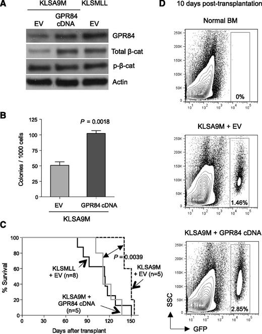 Figure 5. GPR84 confers a growth advantage on KLSA9M pre-LSCs. (A) Western blot analysis of GPR84 and β-catenin expression in KLSA9M pre-LSCs transduced with GPR84 cDNA or EV, as well as KLSMLL pre-LSCs transduced with EV. (B) Colony-forming assays of KLSA9M pre-LSCs expressing GPR84 cDNA or EV (N = 3). (C) Kaplan-Meier survival curves for mice that received 1 × 106 KLSMLL pre-LSCs expressing EV, KLSA9M pre-LSCs expressing GPR84 cDNA, or EV. (D) Representative flow cytometry plots illustrating in vivo short-term cell proliferation assays of GFP+ KLSA9M pre-LSCs expressing GPR84 or EV 10 days after transplantation (N = 3 independent experiments). BM cells isolated from normal mice were used as a GFP-negative control to set up an appropriate flow cytometric gate.