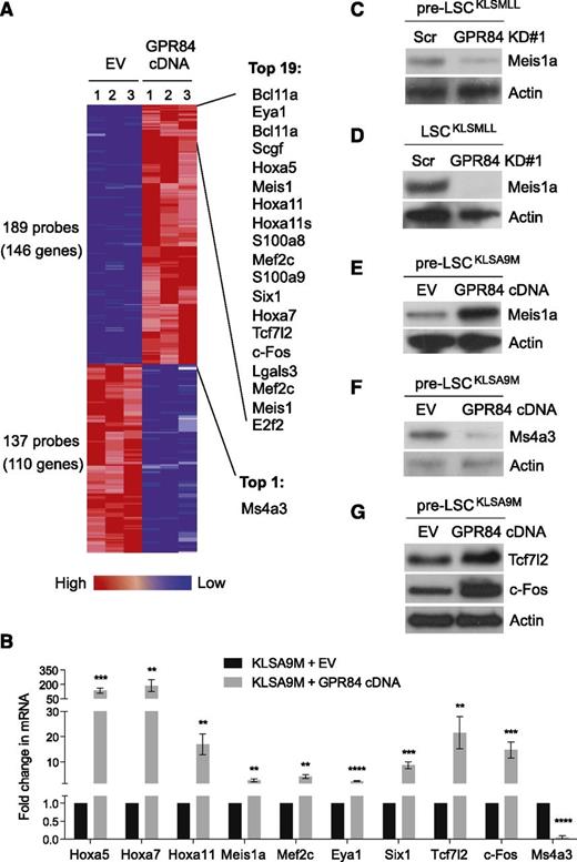 Figure 6. GPR84 upregulates a small set of genes essential for establishment of MLL leukemia while activating β-catenin transcriptional cofactors. (A) The heat map displaying the probe sets/genes differentially expressed in GPR84- and EV-expressing KLSA9M pre-LSCs. The ComparativeMarkerSelection module from GenePattern was used to analyze 3 biological replicates from each cell type using a fold change of ≥3 and P < .03 as the cutoff criteria. The top 20 genes up- and downregulated by GPR84 overexpression are listed on the right. (B) Confirmation of microarray results by real time RT-PCR (N = 4) in KLSA9M pre-LSCs expressing GPR84 cDNA or EV. **P < .01, ***P < .0005, ****P < .0001. Western blot analysis of Meis1a expression in GPR84 KD#1 KLSMLL pre-LSCs (C) or LSCs (D), and in GPR84-overexpressing KLSA9M pre-LSCs (E); western blot analysis of Ms4a3 expression in EV or GPR84-overexpressing KLSA9M pre-LSCs (F); western blot analysis of Tcf7l2 and c-Fos expression in EV or GPR84-overexpressing KLSA9M pre-LSCs (G).