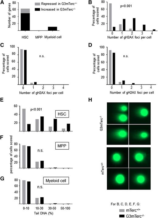 Figure 1. DNA damage and gene expression changes in response to telomere shortening accumulate in quiescent HSCs but not in hematopoietic progenitors and myeloid cells. (A) The histogram shows the number of genes that are differentially expressed in HSCs, MPPs, and myeloid cells isolated from 12-month-old G3mTerc−/− compared with age-matched mTerc+/+ mice. Fifty to 200 freshly isolated cells were used for the analysis of gene expression profiles (n = 6-7 mice per group). Several DNA damage–related or apoptosis-related genes were differentially expressed in HSCs between G3mTerc−/− compared with age-matched mTerc+/+ mice, including Polq (polymerase, θ), Fancc (Fanconi anemia, complementation group C), Rb1 (Retinoblastoma 1), Ccdc14 (coiled-coil domain containing 14), Bmf (Bcl2 modifying factor), Aatf (apoptosis antagonizing transcription factor), Hspa12b (heat shock protein A12B), Anxa9 (Annexin 9), Ddx10 (Dead box 10), Dact2 (Dapper homolog 2), Rbm10 (RNA binding motif protein 10), Map3k12 (mitogen-activated protein kinase kinase kinase 12), and Socs6 (suppressor of cytokine signaling 6). (B-G) To analyze DNA damage, HSCs, MPPs, and myeloid cells from 12-month-old G3mTerc−/− mice and mTerc+/+ mice were freshly isolated for DNA damage quantification assay including γH2AX staining and alkaline comet assay. (B-D) The histograms show the percentage of cell nuclei staining positive for the indicated numbers of γH2AX foci in HSCs (B), MPPs (C), and myeloid cells (D) (100 nuclei were counted per cell type and group). (E-G) DNA fragmentation was analyzed using the alkaline comet assay. Fragmented DNA is visualized as a tail moving out of the gel-embedded nuclei. More than 500 HSCs, MPPs, and myeloid cells from G3mTerc−/− and mTerc+/+ mice were scored by alkaline comet assay. The histogram shows the distribution of tail DNA percentage of HSCs (E), MPPs (F), and myeloid cells (G) from 12-month-old G3mTerc−/− and age-matched mTerc+/+ mice (n > 500 nuclei per group). (H) Representative images of HSCs from 12-month-old G3mTerc−/− and age-matched mTerc+/+ mice analyzed by the alkaline comet assay.