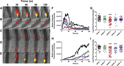 Figure 1. UHRA compounds inhibit thrombus formation in mouse cremaster arterioles. (A-E) Binarized images from 1 representative injury each showing the accumulation of platelets (red) and fibrin (green) 120 seconds after laser-induced injury to the vessel wall in mice administered either (A) saline or the following UHRA compounds at 40 mg/kg: (B) UHRA-8, (C) UHRA-9, (D) UHRA-10, or (E) UHRA-14. Scale bars: 10 μm. (F-I) Statistical analyses of the effect of administering UHRA compound on thrombus formation; data are from 27 to 30 injuries to 5 mice for each condition. Median integrated fluorescence intensities (nonbinarized) were plotted vs time for accumulation of (F) platelets and (H) fibrin. In addition, the area under the curve (total fluorescence intensity) was plotted for accumulation of (G) platelets and (I) fibrin (each point represents 1 injury, plotted as log value). When median values were evaluated by the Mann-Whitney U test, both UHRA-9 and -10 significantly reduced total accumulation of platelets and fibrin compared with control. *P < .05; ***P < .0005. Brightfield and fluorescent images of arterioles were acquired with a Zeiss Axioplan microscope equipped with a Lumencore 4-LED light engine, an ×20 water immersion lens (Zeiss W-Plan APOCHROMAT ×20/1.0 NA), and a Rolera EM-C2 EMCCD Camera (Q-Imaging). Endothelial injury to the vascular wall of 50- to 70-µm diameter arterioles that resulted in thrombus formation was effected by using a 532-nm pulsed-laser system integrated with the image capture and analysis software (VIVO Imaging System with Ablate! Photomanipulation Module; Intelligent Imaging Innovations). Fluorescence images were acquired continuously, platelet fluorescence was imaged with a Cy-5 filter and 15 ms exposure, and fibrin was imaged with a fluorescein filter set and 10 ms exposure. Brightfield images were captured with a 10 ms exposure periodically (1 image every 100 captures).