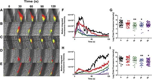 Figure 2. UHRA-10 inhibits thrombus formation in mouse cremaster arterioles in a dose-dependent manner. (A-E) Binarized images from 1 representative injury each showing the effects on accumulation of platelets (red) and fibrin (green) 120 seconds after laser-induced injury to the vessel wall in mice administered either (A) saline or UHRA-10 at (B) 10 mg/kg, (C) 20 mg/kg, (D) 40 mg/kg, or (E) 80 mg/kg. Scale bars: 10 μm. (F-I) Statistical analyses of the dose-dependent attenuation of thrombus formation by UHRA-10; data are from 27 to 30 injuries to 5 mice for each condition. Median integrated fluorescence intensities (nonbinarized) were plotted vs time for accumulation of (F) platelets and (H) fibrin. In addition, the area under the curve (total fluorescence intensity) for each individual injury was plotted for accumulation of (G) platelets and (I) fibrin (each point represents 1 injury, plotted as log value). Note: data for saline control and UHRA at 40 mg/kg are in common with the data from Figure 1 and are therefore repeated here in (A) and (D), and the blue lines and data points in (F-I). Median values were compared with saline control for statistical significance by Mann-Whitney U test. UHRA-10 significantly reduced platelet accumulation at doses of 20 and 40 mg/kg and significantly reduced fibrin accumulation at doses of 40 and 80 mg/kg. *P < .05; **P < .005. Data were captured and analyzed as in Figure 1.