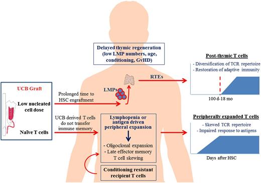 Figure 1. Reconstitution of the T-cell compartment after UCBT. Conditioning chemoradiation prior to UCBT results in profound lymphopenia and immunodeficiency of the host. T-cell reconstitution after UCBT is achieved by 2 independent mechanisms: the thymus-independent pathway of T-cell reconstitution predominates in the early posttransplant period and is mediated by adoptively transferred UCB T cells, which are uniformly naive and do not transfer protective immune memory, or recipient T cells that survive conditioning. These T-cell populations undergo peripheral expansion in response to lymphopenia and high cytokine levels (IL-7, IL-15, etc), or oligoclonal proliferation upon interaction with cognate antigen. Overtime, this early peripheral T-cell expansion results in late effector memory T-cell skewing and contraction of the T-cell repertoire diversity, and is associated with impaired immunologic responses to antigens. Reconstitution of a functionally competent T-cell compartment with broad antigenic specificity eventually requires the de novo production of naive T cells by the thymus of the UCBT recipient. This thymus-dependent pathway of T-cell reconstitution is a prolonged multistep process. LMPs contained in the UCB graft or arising from the engrafted donor-derived HSCs migrate via circulation and repopulate the thymus with thymocyte precursors that can reconstitute thymopoiesis. The thymus provides the essential microenvironment (stroma) that supports T-cell proliferation, selection, and differentiation into RTEs. Several factors can delay the recovery of thymopoiesis after UCBT, including low number of LMPs (as a result of low nucleated cell dose of UCB and delayed engraftment), advanced recipient age with resultant thymic involution and thymic damage from the conditioning chemoradiation or GVHD. Although slow, the thymus-dependent mechanism is imperative for the renewal of peripheral T-cell pool and constant export of new naive T cells with broad TCR repertoire diversity, capable of responding to a great spectrum of antigens.