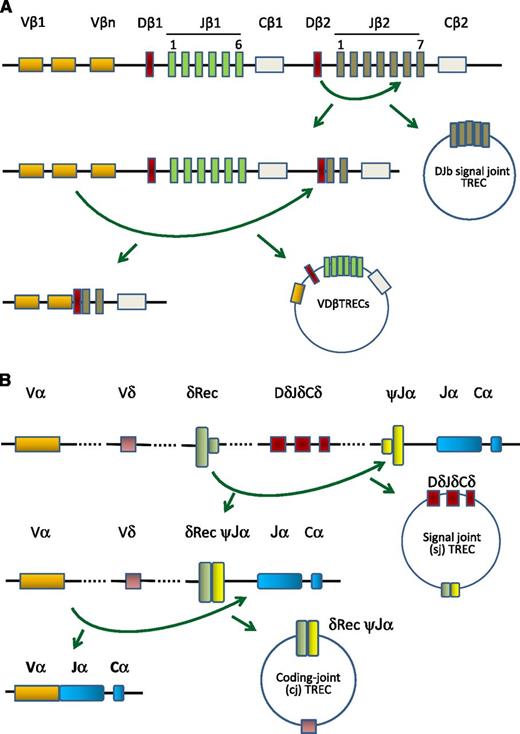 Figure 2. Molecular generation of TRECs during thymic differentiation of T cells. DN thymocytes first undergo rearrangement of the TCRB locus (encoding segments of the TCR-β chain). This begins with the rearrangement of the TCRBD to TCRBJ, which gives rise to several DβJβTRECs, and is followed by the recombination of V to DJ segments, which generates a greater variety of VDβTRECs (A). The TCRA locus is rearranged next, which, similarly to the β-chain, is characterized by enormous diversity. However, a common requirement for productive TCRAVJ recombination is deletion of the TCRD locus that it encompasses. This 2-step process gives rise to a signal joint TREC and a coding joint TREC (B). Both DNA families of TRECs are stable and do not replicate during mitosis. These sequences are unique to naive αβ T cells. As a result, TRECs serve as a valuable marker of RTEs and their levels are indicative of thymic activity.