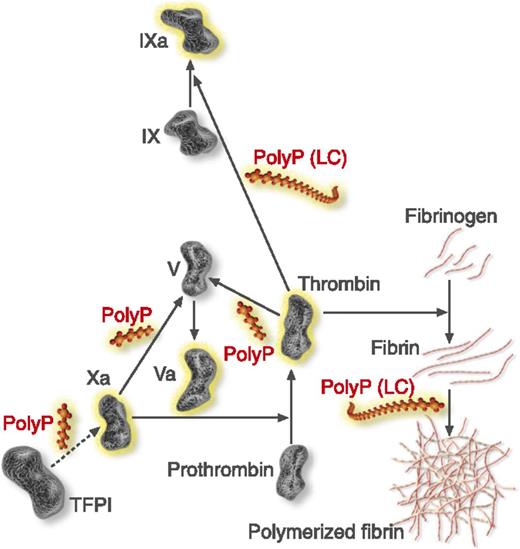 Steps of the coagulation cascade affected by polyphosphate (polyP). PolyP (red) accelerates factor V activation by factors Xa and thrombin, accelerates factor IX back-activation by thrombin, abrogates the ability of TFPI to inhibit factor Xa, and enhances fibrin polymerization. Fibrin polymerization and contact pathway activation are preferentially stimulated by long-chain (LC) polyP, like that present in microorganisms. Modified from Smith and Morrissey.8 Professional illustration by Luk Cox, Somersault18:24.