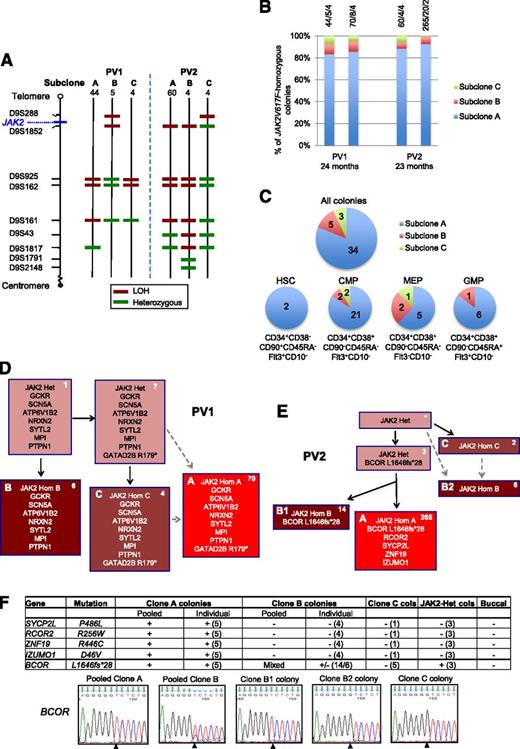 Figure 1. Investigation of mechanisms for expansion of JAK2V617F-homozygous subclones in patients PV1 and PV2. (A) Microsatellite mapping of breakpoints for loss of heterozygosity (LOH) on 9p in JAK2V617F-homozygous BFU-E colonies from patients PV1 and PV2 (reported previously1). For microsatellite markers on chromosome 9 (left), 3 patterns were observed in colonies for each patient, indicating 3 distinct LOH breakpoints. Numbers of colonies per subclone are shown at the top. Green denotes a heterozygous marker; red denotes LOH. (B) Persistence of multiple JAK2V617F-homozygous subclones over time. JAK2V617F-homozygous BFU-E colonies grown at 2 time points (A and B) at 0.01 U/mL erythropoietin were genotyped for microsatellite markers on 9p. Bars are divided according to the number of colonies corresponding to subclones A, B, and C (panel A), with absolute numbers at the top (A/B/C). The time between assays is shown at the bottom. (C) Presence of multiple JAK2V617F-homozygous subclones in hematopoietic progenitor compartments. Patient PV1 was used because a high JAK2V617F allele burden (99% in granulocytes) permitted growth of many JAK2V617F-homozygous colonies. Colonies were cultured from fluorescence-activated cell sorted peripheral blood progenitors, and JAK2V617F-homozygous colonies were genotyped for microsatellite markers on 9p. Each pie chart is divided according to the number of colonies corresponding to subclones A, B, and C from panel A; for all colonies combined (top), and for HSC, common myeloid progenitor (CMP), megakaryocyte-erythroid progenitor (MEP), or granulocyte-monocyte progenitor (GMP) populations separately (bottom). Phenotypic definitions are shown. (D) Colony hierarchy for PV1. Mutant genes are shown in each box with the corresponding number of colonies at the top right in white. Pink boxes denote JAK2V617F-heterozygous colonies; red denotes JAK2V617F-homozygous, with different subclones shown by letters and red shades. Subclones C and A may have occurred sequentially (C then A, according to the LOH breakpoints) or may have arisen from the same JAK2V617F-heterozygous precursor (gray dashed arrows). Subclone B lacks the GATAD2B mutation and must have acquired 9p LOH independently. Full mutation details are shown in supplemental Table 2. (E) Colony hierarchy for PV2. Numbers of colonies from each subclone at a single time point are shown at the top right of each box in white, and the additional mutations detected in validation studies (on pooled or individual colonies, panel F) are shown. The BCOR wild-type clone B colonies are likely to represent an independent subclone (“B2”) with a similar 9p LOH breakpoint to the BCOR-mutant subclone (“B1”) (A,E: resolution of microsatellite mapping is 2.5 Mb). Subclones C and B2 may have arisen independently but could also have arisen sequentially (C then B2, according to the LOH breakpoints; gray dashed arrows). Subclone B1 has a more distal breakpoint than subclone A and cannot be an intermediate stage in its development. However, subclones A and B1 could have diverged either before 9p LOH or after an initial proximal LOH event. Additional variants were called by exome sequencing in both subclones A and B but were not pursued for validation (supplemental Table 2). *No colonies with this genotype were identified, but the presence of this intermediate can be inferred. Het, heterozygous; Hom, homozygous. (F) Genotyping data of 5 validated mutations in PV2 in pooled colonies from JAK2V617F-homozygous subclones, in individual colonies (number tested appears in parentheses) and in buccal DNA, from which the hierarchy in panel (E) is derived. +, presence of mutation; −, absence of mutation; MT, mutant allele; WT, wild-type allele. For clone C, 1 colony was genotyped for all mutations and an additional 4 from an earlier time point were genotyped for BCOR; given that all of these colonies are BCOR wild-type, the clone must be independent and wild-type for the other mutations. Capillary sequencing traces for the BCOR mutation are shown at the bottom; the mutation (del g) is present in pooled clone A and individual clone B1 colonies; pooled clone B colonies show a mixed trace; the wild-type sequence is present in clone B2 and C colonies. Note that the mutation is hemizygous (BCOR is X-linked; the patient is male).