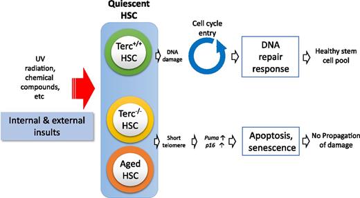 Schematic representation showing quiescent HSC response to cellular insults. Terc−/− HSCs and aged HSCs are inhibited from entering the cell cycle because of induction of senescence and apoptosis related to short telomeres.