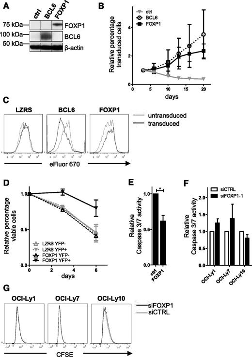 Figure 3. FOXP1 promotes expansion of primary human B cells, not by stimulating proliferation but by repressing apoptosis. Memory B cells were sorted from human peripheral blood and transduced with FOXP1-IRES-YFP, BCL6-IRES-GFP, or ctrl-IRES-YFP and cultured with CD40L-L cells, IL-21, and IL-2. (A) Representative example of FOXP1 and BCL6 overexpression in primary YFP+ or GFP+ B cells. Six days after transduction, YFP+ cells were sorted and analyzed by immunoblotting. β-Actin was used as loading control. (B) FOXP1-IRES-YFP, BCL6-IRES-GFP, and ctrl-IRES-YFP transduced B cells were continuously cultured with IL-21 and IL-2 and CD40L-L cells. The percentage of transduced cells in each culture was followed over time by FACS analysis and normalized to the percentage of transduced cells at day 3 after transduction. Mean ± standard deviation (SD) of 3 independent experiments are shown. (C) Seven days after transduction, cells were labeled with eFluor 670 and cultured for 4 days, after which the eFluor 670 intensity was determined by flow cytometry. Representative graphs of 3 independent experiments are shown. (D) A total of 6 to 7 days after transduction, live YFP-positive and YFP-negative fractions of FOXP1 and control vector single-transduced cultures were sorted. After a recovery period of 4 to 5 days, the percentage of cells in the forward-scatter/side-scatter live gate was determined by flow cytometry at 3 consecutive time points. The data were normalized to the percentage of living cells measured at the first time point. Mean ± standard error or the mean (SEM) of 2 independent experiments are shown. (E) A total of 6 to 7 days after transduction, the YFP-positive fractions of FOXP1- and control vector–transduced cultures were sorted. After a recovery period of 5 to 7 days, caspase-3/7 activity was determined by the Caspase-Glo 3/7 assay. Values were corrected for number of living cells as determined by FACS analysis. Mean ± SD of 4 independent experiments are shown (Student t test, *P < .05). (F-G) DLBCL cell lines were nucleofected with control siRNA or siRNA against FOXP1. (F) Four days after nucleofection, caspase-3/7 activity was determined by the Caspase-Glo 3/7 assay. Values were corrected for number of living cells as determined by FACS analysis. Mean ± SEM of 2 independent experiments are shown. (G) Cell lines were labeled with CFSE 1 day before nucleofection. Three days after nucleofection, CFSE intensity was determined by flow cytometry. Representative graphs of 2 independent experiments are shown. Efficient knockdown in these experiments was validated by qRT-PCR analysis.