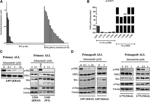 Figure 3. Selumetinib is active in Ras pathway–mutated ALL cells in vitro and is associated with reduced levels of p-ERK and induction of Bim and cleaved Parp. Histogram showing densitometry values of p-ERK levels relative to ERK as assessed by western analyses for both WT (black bars) and Ras pathway–mutated samples (gray bars) (A). Bar chart of GI50 values as assessed by 3-(4,5 dimethylthiazol-2-yl)-5-(3-carboxymethoxyphenyl-2-(4-sulfophenyl)-2H-tetrazolium assay after dosing with selumetinib for both Ras pathway–positive/p-ERK–positive samples (red bars, n = 5) and those negative for Ras pathway mutation and p-ERK (blue bars, n = 5) (B). Western analyses of ALL cell lysates from patients L897 (KRAS), L924 (KRAS), and L949 (WT) after treatment with a range of concentrations of selumetinib. Blots were probed for p-ERK, ERK2, Bim, cleaved Parp, and α-tubulin. In the case of L949, a positive control for p-ERK expression (CCRF-CEM cells) was included (C). Similar analyses of spleen cells from NOD SCID γ null mice engrafted with patient ALL cells as a source of primary-derived material (D). Primagrafts from duplicate mice implanted with blasts from patients L897 (KRAS) and L779 (NRAS) were treated with varying concentrations of selumetinib for 24 hours and processed for western analysis.