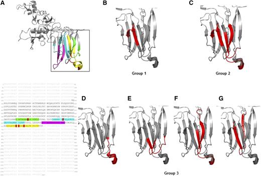 Figure 4. Mapping of the binding sites of the human anti-ADAMTS13 mAbs to the spacer domain using conformational CLIPS peptide technology. (A) Crystal structure and amino acid spacer domain of ADAMTS13 with residues 560 to 575 (green loop), residues 585 to 615 (blue loop), residues 653 to 675 (yellow loop), and residues 628 to 643 (magenta loop) highlighted. Red amino acid residues are part of the key epitope recognized by autoantibodies published previously by others. (B-G) Mapped binding sites of the anti-ADAMTS13 mAbs are highlighted in red. The binding patterns were categorized into 3 groups, with group 1 and 2 consisting of several mAbs recognizing the same conformational epitope. (B) Group 1 (12/23 mAbs: Fabs 1a, 1d, 1e, 2c, 3h and whole IgG A-1, A-2, A-3, A-5, B-1, B-4, B-8) binding to residues 595 to 605 (within the blue loop, A). (C) Group 2 (7/23 mAbs: Fab 2i, 2j, 3b, 3j, 4a and whole IgG B-3, B-7) binding to residues 595 to 605 (within the blue loop), residues 564 to 574 (within the green loop), and residues 655 to 665 (within the yellow loop). (D-G) Group 3 (4/23 mAbs): each with an unique epitope pattern, for whole (D) IgG B-2 residues 661 to 671 (within the yellow loop); (E) Fab 1h residues 562 to 570 (within the green loop) and 587 to 595 (within blue loop); (F) Fab 2a residues 655 to 665 (within the yellow loop) and residues 568 to 578 (within the green loop); and (G) Fab 2h residues 580 to 600 (blue loop only). Six of the 29 anti-ADAMTS13 mAbs could not be mapped: Fabs 1f, 1g, and 3c and whole IgGs A-6, B-5, and B-6.