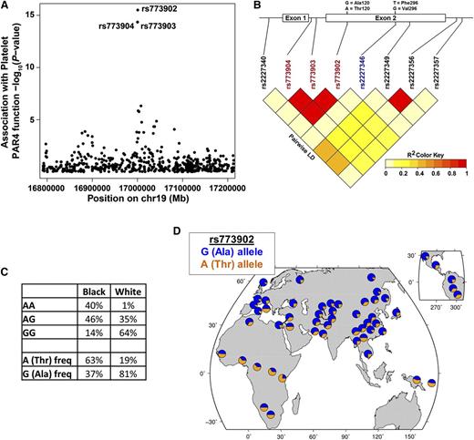Figure 2. Association of racially dimorphic PAR4 variants with platelet PAR4 function. (A) Manhattan plot showing association of SNPs in the F2RL3 gene with platelet PAR4-AP reactivity. Each circle represents a SNP. The circles for rs773903 and rs773904 overlap. Y-axis is –log10 of the P values for association, controlling for age, race, and sex; x-axis, chromosomal location. (B) Schematic of F2RL3 and LD plot of SNPs in F2RL3. Nonsynonymous SNPs coding changes are shown above the schematic. Red rs numbers indicate SNPs identified in quantitative trait locus analysis; blue rs number indicates a less common SNP observed only in black subjects. (C) Genotype and allele frequency of rs773902 in black and white PRAX1 subjects. (D) Worldwide allele frequency of rs773902 in HGDP data set.
