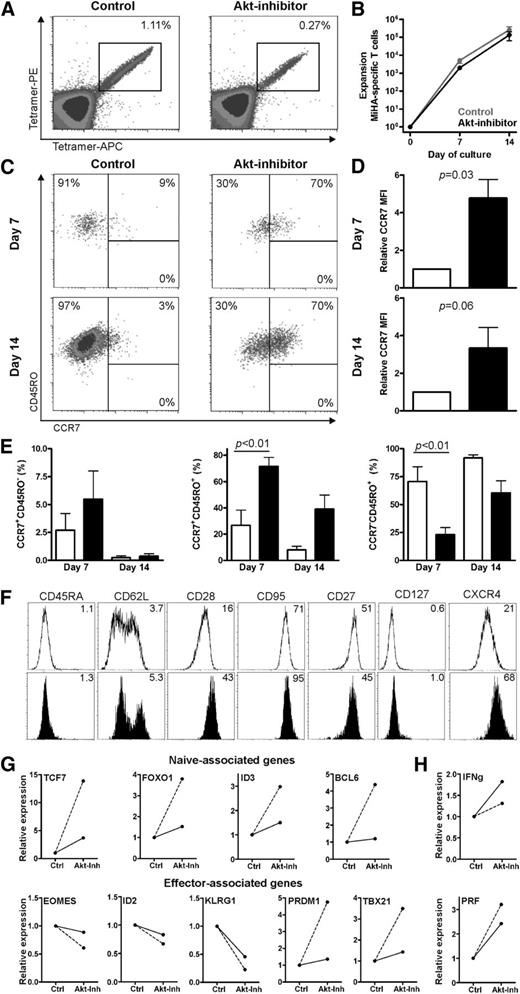 Figure 2. Inhibiting Akt signaling during priming reserved T-cell differentiation of MiHA-specific CD8+ T cells. CD8+ T cells were cultured with peptide-loaded DCs for 7 days with or without 8 µM Akt inhibitor (inh). Medium-containing cytokines and Akt inhibitor were refreshed every 2 to 3 days. Flow cytometry analysis was performed on days 7 and 14 to determine T-cell differentiation of the MiHA-specific CD8+ T cells. (A) Representative tetramer staining on day 14 of culture. (B) Expansion of MiHA-specific T cells, calculated from an estimated precursor frequency of 1:107 (n = 4). (C) Representative staining for T-cell differentiation based on CCR7 and CD45RO expression, gated on MiHA-specific CD8+ T cells. (D) Median fluorescence intensity (MFI) of CCR7 expression of MiHA-specific CD8+ T cells relative to control (open bars, control; solid bars, Akt-inhibitor; n = 4). (E) Differentiation determined as in (C) of MiHA-specific CD8+ T cells on days 7 and 14 of culture (open bars, control; solid bars, Akt-inhibitor; n = 4). (F) Additional phenotypical analysis of MiHA-specific CD8+ T cells on day 14 of culture in the absence (open) or presence (solid) of 8 µM Akt inhibitor. (G-H) MiHA-specific CD8+ T cells cultured for 14 days in the absence or presence of 8 µM Akt inhibitor were fluorescence-activated cell sorter (FACS) purified and then analyzed by PCR. Two cultures of independent donors are shown; dashed line: 3% vs 60% and solid line: 20% vs 41% CCR7+CD45RO+ cells in control and Akt-inhibited MiHA-specific CD8+ T cells, respectively. Statistical analysis was performed by using (E) a 2-way ANOVA followed by a Bonferroni post hoc test or (D) paired Student t test. APC, allophycocyanin; PE, phycoerythrin.