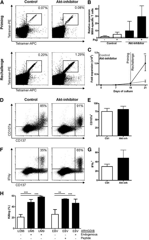 Figure 3. Enhanced expansion capacity of functional Akt-inhibited MiHA-specific CD8+ T cells in vitro. MiHA-specific CD8+ T cells cultured for 14 days in the absence or presence of 8 µM Akt inhibitor were rechallenged with peptide-loaded T2 cells and cultured for 7 days without Akt inhibitor. Medium with cytokines was refreshed every 2 to 3 days. Flow cytometry analysis was performed on day 7 to determine the number of MiHA-specific T-cells. (A) Representative tetramer staining on day 14 of priming and after 7 days of rechallenge. (B) Relative expansion to input of MiHA-specific CD8+ T cells during rechallenge of 3 independent donors, mean + standard error of the mean (SEM). (C) Expansion of MiHA-specific CD8+ T cells, calculated from an estimated precursor frequency of 1:107, during priming and rechallenge of 3 independent donors, mean + SEM. (D-G) Rechallenged cells were stimulated overnight with 5 µM peptide and stained for CD107a, IFN-γ, and CD137. Representative plots of CD137 and (D) CD107a or (F) IFN-γ staining within CD8+ T cells. Percentages represent CD107a+ or IFN-γ+ cells within CD137hi cells. Percentage of (E) CD107a+ or (G) IFN-γ+ within CD137hi cells was analyzed for 2 independent cultures, mean + SEM. Statistical analysis was performed by using a 2-way ANOVA followed by a Bonferroni post hoc test. (H) Killing of CFSE-labeled target cell lines with or without endogenous ARHGDIB expression or peptide loading, by MACS-enriched ARHGDIB-specific T cells (45% ARHGDIB-specific CD8+ T cells) derived from a rechallenged Akt-inhibited culture (n = 3). **P < .01; ***P < .001.