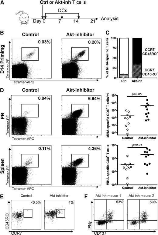 Figure 4. Akt-inhibited MiHA-specific CD8+ T cells show enhanced expansion capacity in immunodeficient mice. (A) CD8+ T cells containing equal amounts (5500) of MiHA-specific T cells, cultured for 14 days in the absence or presence of 8 µM Akt inhibitor, were infused in NSG mice. Equal numbers of CD4+ T cells (3 × 106) were co-infused to support engraftment, resulting in a CD4:MiHA-specific T-cell ratio of 1:490. Mice were vaccinated once per week with DCs and supported with IL-15 every 2 to 3 days. On day 21, mice were euthanized and PB and spleen were analyzed by flow cytometry for the presence of MiHA-specific CD8+ T cells. (B) Tetramer staining and (C) differentiation consistency of cultured cells prior to infusion. (D) Representative tetramer staining and absolute numbers of MiHA-specific CD8+ T cells in PB and spleen (n = 10 mice per group). (E) T-cell differentiation phenotype of control and Akt-inhibited MiHA-specific CD8+ T cells after in vivo rechallenge; of each group, 1 representative mouse of 3 is shown. (F) IFN-γ production of Akt-inhibited MiHA-specific CD8+ T cells after in vivo rechallenge and overnight peptide stimulation; 2 independent mice are shown. Percentages represent IFN-γ+ cells within CD137hi cells. Statistical analysis was performed by using a one-tailed Student t test.