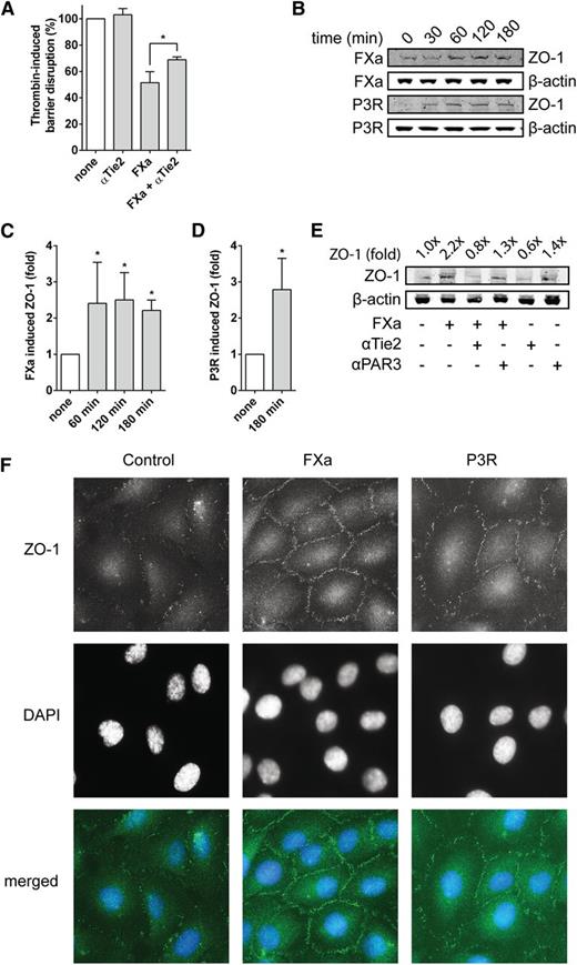 Figure 7. Contributions of PAR3 and Tie2 to FXa-induced endothelial barrier protection. (A) Protection of endothelial barrier function by FXa (25 nM; 3 hours) in the presence of blocking antibodies against Tie2 (anti-hTie2; 25 µg/mL). The maximal permeability induced by thrombin in nontreated cells was considered as 100%. (B) Upregulation of ZO-1 compared with β-actin in time after treatment of EA.hy926 cells with FXa (50 nM) or P3R (50 µM). (C) Quantification of the time-dependent ZO-1 upregulation by FXa (50 nM). (D) Quantification of P3R (50 µM) induced ZO-1 upregulation after 3 hours. (E) Effect of blocking Tie2 (anti-hTie2; 25 µg/mL) and PAR3 (Moab19b; 25 µg/mL) antibodies on FXa-induced (50 nM; 3 hours) ZO-1 upregulation. (F) Immunofluorescent staining for ZO-1 and 4,6-diamidino-2-phenylindole (DAPI) in EA.hy926 cells incubated for 3 hours in the absence or presence of FXa (50 nM) or P3R (50 µM). Images were acquired with a fluorescence microscope system (Axio Carl Zeiss Imager.M1) with a ×40/0.75 EC Plan-NEOFLUAR objective and a Zeiss Axiocam MRm black-and-white camera and AxioVision 4.8 (Zeiss) acquisition software (exposure time: DAPI, 2 milliseconds; Alexa488, 200 milliseconds). Images were processed in Adobe Photoshop CS6, image size was adjusted to 300 dpi, contrast and brightness were increased to 100 and 80, respectively, and images were pseudo-colored by compiling the individual grayscale images into the corresponding red-green-blue layers. (A, C, and D) Data points represent the mean ± SD of at least 3 individual experiments. (B,E-F) Shown are typical images of representative experiments. *P < .05. ns, not significant.