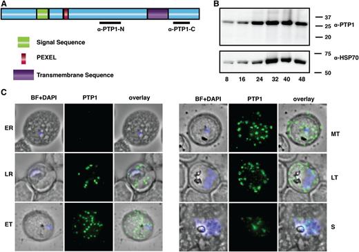 Figure 1. Domain structure and localization of PfPTP1 in P falciparum–infected RBCs. (A) Schematic of the PfPTP1 protein with its signal sequence in green, its PEXEL in red and the putative transmembrane domain in purple. Regions against which antibodies were raised are indicated with a black line. (B) PfPTP1 expression during the intracellular cycle (8-48 hours) in infected RBCs. (C) Localization of PfPTP1 during the intracellular cycle in immunofluorescence assay. The fixed cells were incubated with α-PTP1 antibody. Parasite nucleus was stained with DAPI. BF, bright field; ER, early ring; ET, early trophozoite; LR, late ring; LT, late trophozoite; MT, mid trophozoite, S, rupturing schizont.