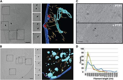 Figure 5. Cryoelectron tomography depicting actin network. (A) CS2 parental line: Section through cryoelectron tomogram showing a part of an RBC infected with P falciparum (left) in a trophozoite stage, and corresponding surface rendered view (right). The insets in the middle show views extracted at different Z-planes and orientations of the tomogram, and are indicated by boxes and marked accordingly (1-4). Actin filaments are indicated with arrows. Scale bar: 100 nm. (B) CS2ΔPTP1 cell line: Section through cryo-electron tomogram showing a part of an RBC infected with P falciparum CS2ΔPTP1 (left) in a trophozoite stage, and corresponding surface rendered view (right). The inserts in the middle show views extracted at different Z-planes and orientations of the tomogram, and are indicated by boxes and marked accordingly (1-5). Actin filaments are indicated with arrows. Color code in both figures: RBC membrane (dark blue); knobs (red); vesicles (cyan); MC (cyan); filaments (yellow); indicated by arrows. *Edge of a hole in EM-grid carbon support. Scale bar: 100 nm. (C) Transmission electron micrograph image of negatively stained human actin filaments in the absence (top image) or presence (bottom image) of PTP1 C-terminal peptide. Scale bar represents 100 nm. (D) A significant difference of F-actin length polymerized in vitro is observed in the absence (green line) or presence of scrambled PfPTP1 peptide (red) vs presence of the peptide PfPTP1 (100 μM) (blue line).