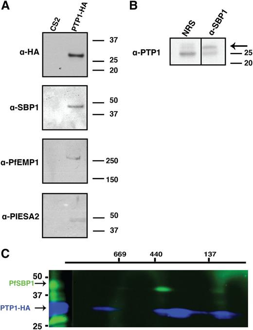 Figure 6. Interaction partners of PfPTP1. (A) Affinity purification of interacting partners on CS2/PTP1-HA cell line with α-HA coupled beads. Eluted fractions were subjected to western blot analysis and blot was probed with α-HA antibody (top panel); α-SBP1 antibody (second panel); α-PfEMP1 antibody (third panel) and α-PIESA2 (bottom panel). (B) Reciprocal immunoprecipitation of interacting partners of PfPTP1 in CS2 parental line with α-SBP1 antibody or rabbit normal serum (NRS; negative control). The western blot was probed with α-PfPTP1 antibodies. The arrow points to the specific band for PfPTP1. The 25 kDa band represents the light chain of the SBP1 antibody. (C) Blue native PAGE on CS2/PTP1-HA cell line. The first dimension was run under native conditions, the strip then excised and run in the second dimension under denaturing conditions to resolve potential complexes. The blot was first probed with α-SBP1 antibody and HRP-conjugated secondary antibody, then stripped and probed with α-HA antibody and specific complexes detected via electrochemiluminescent reagents and x-ray film.