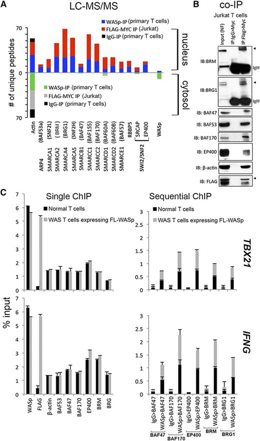 Figure 1. Characterizing physiologic WASp:SWI/SNF associations in vivo. (A) Mass spectrometry. Actual number of polypeptides of WASp-associated, chromatin-remodeling complexes (CRC) captured from cytosolic and nuclear fractions of TH1-skewed, primary TH (endogenous WASp) or Jurkat TH (Flag/Myc-tagged transfected WASp) analyzed by LC-MS/MS after immunoaffinity purification with anti-WASp, anti-FLAG/MYC (sequential 2-step purification), or -IgG antibodies, as described.3 Searches from 3 to 4 biological replicates were combined to generate a MultiConsensus report of peptides and proteins identified from the WASp proteome after applying the filtering criteria previously described3 (supplemental Figure 1). (B) Selective validation of MS-generated WASp-associated CRC proteome by co-IP. Protein complexes isolated by 2-step IP (1st:Flag, 2nd:Myc) from the nuclear fraction of TCR-activated, TH1-skewed, Jurkat TH stably expressing Flag/Myc-tagged WASp were resolved by sequential western blotting with the same gel with indicated antibodies. This image is part of the full gel image shown in Figure 2D. (C) MNase ChIP-qPCR. Chromatin enrichment profiles of the indicated proteins, at 5′UTR (promoter region) of the indicated genes in TH1-skewed, normal, or WASnull TH cells stably transfected with Flag/Myc-tagged, full-length (FL) WASp. For sequential ChIP, 2 rounds of conventional ChIPs were performed in the indicated sequence (eg, WASp>BAF47 denotes 1stChIP:WASp, 2ndChIP:BAF47; IgG>BAF47 denotes1stChIP:IgG, 2ndChIP:BAF47). The displayed ChIP values (mean ± SEM) are percentages of total nuclear input chromatin and were derived after subtracting the background values obtained with isotype IgG antibody, the latter not shown for single ChIPs. Data were generated from 3 biological replicates. The genomic location of PCR primer/probes is shown in Figure 2C.
