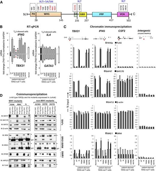 Figure 2. Characterizing the effects of pathogenic WAS missense mutations on WASp:SWI/SNF associations in vivo. (A) Multidomain structure of WASp is shown along with the indicated pathogenic mutations within its different domains. Recurring “hot spot” mutations are indicated in red along with their reported clinical severity grades (stable XLT vs XLT>WAS 5A/5M progressive disease; 5A, grade 5 with autoimmunity; 5M, grade 5 with malignancy). See supplemental Figure 3A for a detailed description of the mutations and their corresponding disease severity grades. (B) RT-qPCR quantitation of candidate TH1 or TH2 genes in WASnull T-cell line (HTLV-1–immortalized) reconstituted with transfected FL-WASp or the indicated mutants after CD3/28 activation under TH1 or TH2 skewing or TH0 nonskewing conditions. Normal CD4 TH cell line (HTLV-1 immortalized) is the control. UT, untranfected WASnull T cells. The mRNA copy numbers derived from the control TH0 cells are not shown but were subtracted from the displayed final mRNA values of the TH1- or TH2-skewed cells. Absolute copy numbers adjusted to GAPDH are displayed as fold change (up or down) in TH1 or TH2 cells compared with their TH0 controls. Data represent the average from at least 3 biological replicates, with bars indicating SEM. Wilcoxon nonparametric test using GraphPad InStat software determined the P values comparing the data between FL and mutants (red asterisk, P < .01; black asterisk, P > .01 but ≤ .05). In data where the differences did not reach statistical significance (ie, P > .05), an asterisk is not shown. (C). MNase ChIP-qPCR assays were performed for the indicated proteins as described in the legend to Figure 1C. The genomic location of PCR primer/probes is indicated by a red asterisk in the gene diagram shown at the top. For TBX21, the 5′ UTR primers were designed within the genomic region that also contains a GAS (γ-activated sequence) site (5′-TTCAGGCAA-3′ at about −770 bp from first coding ATG). For IFNG, the primers are located between −200 to −250 bp from first coding ATG, a region known to contain functional promoter elements. The intergenic region between COL8A2 and TRAPPC3 genes on Chr.1, which does not contain known protein-coding genes, served as a negative control. See supplemental Table 1 for primer/probe details. (D). Nuclear fraction of Jurkat (TH1-skewed, TCR-activated) cells stably expressing Flag/Myc dual-tagged FL-WASp or its indicated WASp mutants were sequentially IPed in the indicated combination (eg, Flag>Myc denotes first IP: Flag, second IP: Myc) and analyzed by sequential western blotting of the same gel with the indicated antibodies.