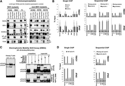 Figure 3. Characterizing the effects of pathogenic WAS missense mutations on WASp:Notch:NF-κB signaling module in vivo. (A) CoIP/western assay. The same gel shown in Figure 2D was sequentially reprobed with the indicated Notch signaling components. (B,D) Single and sequential ChIP-qPCR assays were performed for the indicated proteins as described in the legend to Figure 1C. (C) Left panel: Electrophoretic mobility shift assay (EMSA) with NF-κB oligo performed on the nuclei isolated from primary human CD4+ TH cells, nonskewed TH0, or TH1- or TH2-skewed and CD3/28-activated cells. Right panel: EMSA/Supershift assay with NF-κB oligo performed on TH1-skewed normal TH cells (endogenous WASp) or WAS-null TH cells stably expressing Flag-tagged, transfected FL-WASp. The data are representative of 2 biological replicates. White arrowheads indicate location of the shifted bands.