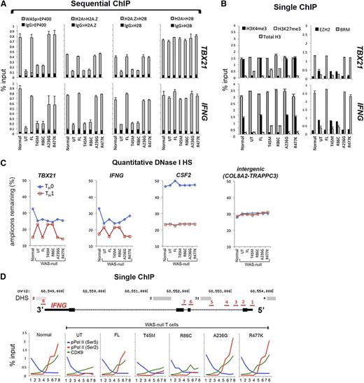 Figure 4. Characterizing the effects of pathogenic WAS missense mutations on histone H2A-to-H2A.Z exchange and transcription elongation in vivo. (A-B) Single and sequential MNase-ChIP assays performed on nuclear extracts from TH1-skewed, WASnull TH cells stably expressing the indicated WASp mutants. Other details are as described in the legend to Figures 2C and 3B. Data represent the averages of triplicates, with bars indicating the standard error from at least 3 biological replicates. (C) PCR-based quantitation of the absolute DNaseI hypersensitivity at the indicated gene promoter loci in nonskewed TH0 or TH1-skewed, normal, and WASnull TH cells stably expressing the indicated WASp mutants, or controls (UT, untransfected control; FL, full-length WASp transfected) is shown. TH nuclei were treated with DNaseI, and the number of amplicons lost was quantified by RT-qPCR and is displayed as percent of DNaseI-untreated control. Data represent the average of triplicate values from 1 experiment. (D) MNase-ChIP assays performed on nuclear extracts from TH1-skewed, WASnull TH cells stably expressing the indicated WASp mutants. The location of 8 different genomic positions (position 1 is near TSS at 5′UTR; position 8 is at 3′UTR immediately after the last coding exon) within the IFNG locus, where the ChIP-qPCR primer/probes were designed is indicated and numbered (in red). DNaseI HS (DHS) profile for the primary human peripheral TH1 cells (in gray) publicly available from the ENCODE–University of Washington was aligned alongside our custom track to give context to the location of our ChIP-qPCR primer/probes. “Normal” denotes an HTLV-1–immortalized CD4+T cell line generated from a healthy donor. UT, untransfected WAS-null patient-derived T cells line.