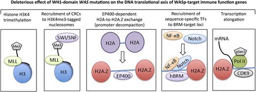 Figure 5. A working model for nuclear-WASp actions in reprogramming transcription. Step 1: H3K4me3 trimethylation. Because nuclear-WASp physically and functionally associates with the hMLL/COMPASS complex and histone H3K4 trimethylation,2,3 the model proposes that WH1 mutants disrupt recruitment of MLL-enriched complex and the subsequent inscription of H3K4me3 mark at WASp-target gene promoters. Step 2: Recruitment of CRCs to H3K4me3-tagged nucleosome. Because the human SWR1-like protein EP400 favors binding promoters that are enriched with H3K4me3-marked nucleosomes,15 the model proposes that WASp regulates EP400 binding to chromatin in TH1 cells through its previously described effect on H3K4me3 modification.2 WH1 mutations disrupt this function of WASp at its target loci. Step 3: EP400-dependent H2A-to-H2A.Z exchange. Recruitment of EP400 to H3K4me3-marked chromatin catalyzes local H2A-to-H2A.Z exchange, which promotes promoter decompaction. Because the augmented recruitment of SWI/SNF occurs at genomic sites containing H2A.Z-tagged nucleosomes,39 the model proposes that WH1 mutants disrupt the initial H2A.Z-driven chromatin-remodeling and consequently also the deposition of SWI/SNF-like BAF subunits, which in turn affects higher-order chromatin reorganization and RNA polymerase II recruitment.18,24 Step 4: Recruitment of sequence-specific transcription factors (TFs). WH1 mutants disrupt recruitment of Notch-signal transduction components and NF-κB(p65) at the hBRM target loci in TH1 cells. Step 5: Transcription elongation. EP400-dependent H2A.Z deposition functions also relieve the RNA Pol II “pause” at +1 nucleosome.43,44 We propose that WH1 mutants, through their effects on EP400 and H2A-to-H2A.Z exchange, disrupt recruitment of elongating Pol II (CTD-Ser2) and CDK9 (PTEF-b subunit), protein complexes that actuate productive 5′>3′ transcription elongation. The disease model of WAS/XLT proposes that certain WAS mutations could impair one or multiple steps in this processive event, leading to a spectrum of defects that could manifest in either total loss of gene transcription or some gradations of it, which we postulate lends the immunologic basis for cross-phenotype effects and symptom heterogeneity in XLT/WAS.