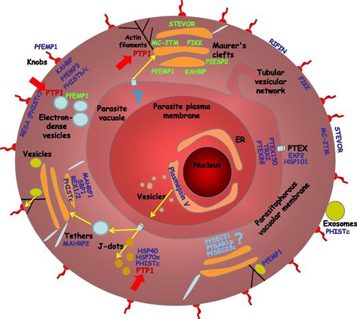 Cellular modifications occurring during parasite growth in the host erythrocyte and confirmed locations of exported proteins within the export network. The location of PfPTP1 is indicated by red arrows. Figure modified with permission from Mundwiler-Pachlatko and Beck.10
