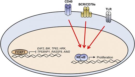 The FOXP1 and NF-κB pathways work together to promote the growth of normal primary B cells as well as DLBCL B cells. In DLBCL patients, overall survival can be determined by the expression of a subset of 7 FOXP1 target genes. In the absence of NF-κB signaling, the survival benefit of FOXP1 is lost, indicating the importance of this pathway is most relevant in cells that rely on signaling pathways such as CD40, B-cell receptor (BCR), and Toll-like receptor (TLR) to maintain constitutive NF-κB activation.
