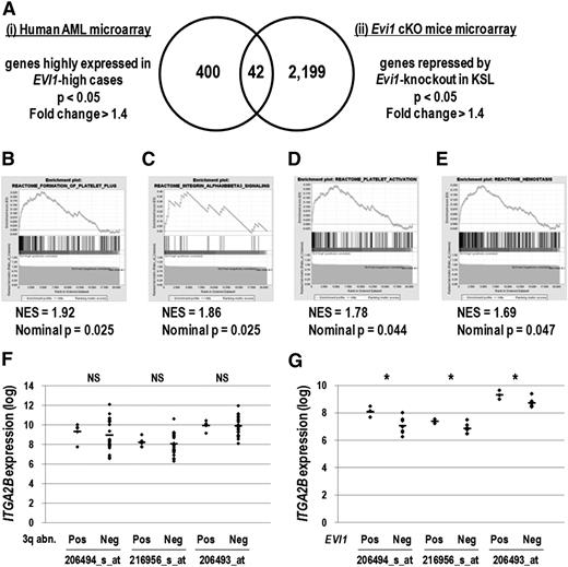 Figure 1. Genes expressed in the megakaryocyte and platelet lineage correlate with EVI1 expression. (A) The candidate genes positively correlated with EVI1 expression were extracted by analyzing 2 different sets of microarray data: (i) human AML BM specimens (GSE6891) and (ii) KSL cells derived from Evi1 cKO mice (GSE11557). For human AML microarray analysis, samples were divided into EVI1-high AML (30 cases) and EVI1-low AML (430 cases) groups according to EVI1 expression as well as diagnostic information, and then 400 genes highly expressed in the EVI1-high AML group were identified (fold change > 1.4 and P < .05). From Evi1 cKO mice microarray data, 2199 genes downregulated by Evi1-knockout in KSL cells were extracted (fold change > 1.4 and P < .05). The Venn diagram revealed that 42 genes were highly correlated with EVI1 expression. (B-E) According to the gene set enrichment analysis, several gene sets related to platelet function were enriched in the EVI1-high AML group compared with the EVI1-low AML group. (B) Gene set name: REACTOME_FORMATION_OF_PLATELET_PLUG; 174 genes. (C) Gene set name: REACTOME_INTEGRIN_ALPHAIIBBETA3_SIGNALING; 23 genes. (D) Gene set name: REACTOME_PLATELET_ACTIVATION; 155 genes. (E) Gene set name: REACTOME_HEMOSTASIS; 262 genes. NES indicates the normalized enrichment score. (F) Comparison of ITGA2B expression levels between EVI1-high cases with 3q abnormalities (n = 5) and those without 3q abnormalities (n = 25) (GSE6891). The expression levels of ITGA2B were comparable irrespective of the presence of 3q abnormalities (NS, not significant; Student t test). Three probe IDs examined are described in Table 1. (G) Comparison of ITGA2B expression levels between EVI1-positive MLL-rearranged cases (n = 3) and EVI1-negative MLL-rearranged cases (n = 7) (GSE6891). ITGA2B expression levels in EVI1-positive MLL-rearranged cases were higher than those in EVI1-negative MLL-rearranged cases (*P < .05, Student t test).