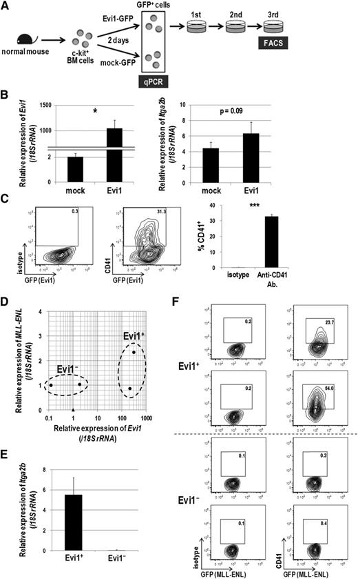 Figure 2. Evi1-overexpressing cells express CD41. (A) Schematic representation of gene expression and FACS analysis. Murine c-kit+ BM cells were transduced with Evi1-GFP or mock-GFP for 2 days, and GFP+ cells were sorted and subjected to gene expression analysis. Evi1-GFP-transduced cells were seeded in cytokine-supplemented methylcellulose culture medium (MethoCult GF M3434 from StemCell Technologies, Vancouver, BC, Canada) and serially replated. FACS analysis was performed at the third replating. Three independent experiments were performed. (B) The messenger RNA (mRNA) expression of Evi1 (left) and Itga2b (right) was compared between Evi1-GFP- and mock-GFP-transduced murine BM cells. Expression levels relative to normal c-kit+ BM cells are presented. Error bars indicate standard deviation (SD; n = 3; *P < .05, Student t test). (C) Surface CD41 expression was analyzed by FACS. Cells were stained with a phycoerythrin (PE)-conjugated isotype control antibody or a PE-conjugated anti-CD41 antibody. Representative FACS data and a bar graph showing frequencies of CD41+ cells are presented. Error bars indicate SD (n = 3; ***P < .001, Student t test). (D-F) Expression analysis of CD41 in MLL-ENL-immortalized murine BM cells. (D) BM-MNCs isolated from 5-FU–treated mice were retrovirally transduced with MLL-ENL and immortalized by serially replating in semisolid culture. Four MLL-ENL-immortalized clones from 2 independent experiments were established. The mRNA expression levels of Evi1 (x-axis) and MLL-ENL (y-axis) are shown. Obviously, four MLL-ENL-transduced clones (closed circles) are divided into Evi1+ (n = 2) and Evi1− (n = 2) clones as indicated. A closed triangle indicates normal c-kit+ BM cells. (E) Comparison of Itga2b expression levels between Evi1+ and Evi1− clones. Expression levels relative to normal c-kit+ BM cells are presented. Error bars indicate SD. (F) Surface CD41 expression was analyzed by FACS. Evi1+ clones, but not Evi1− clones, clearly expressed CD41.