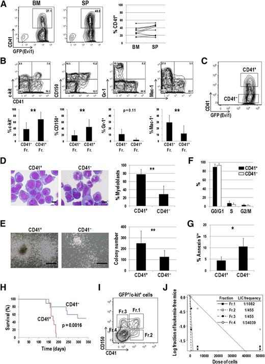 Figure 3. CD41+ Evi1 leukemia cells have a higher LIC than CD41− cells. (A) The surface expression of CD41 on Evi1 leukemia cells. BM- and SP-MNCs were harvested from Evi1 leukemia mice and stained with an allophycocyanin (APC)-conjugated anti-CD41 antibody. Representative FACS data are shown. The graph shows frequencies of CD41+ cells in BM and SP derived from 9 individual leukemia mice. (B) Surface-marker profiles of Evi1 leukemia BM cells. Cells were stained with a PE-conjugated anti-CD41 antibody and APC-conjugated antibodies (c-kit, CD150, Gr-1, or Mac-1). Data for GFP+ cells are shown. Bar graphs show frequencies of c-kit+, CD150+, Gr-1+, and Mac-1+ cells in CD41+ and CD41− fractions. Error bars indicate SD (n = 5; **P < .01, Student t test). (C) CD41+ and CD41− Evi1 leukemia cells within a GFP+ fraction were sorted and subjected to further analysis. A representative FACS plot is shown. (D) The morphologic feature of CD41+ and CD41− cells was examined by Wright-Giemsa staining, and the proportion of myeloblasts with a high nucleus/cytoplasm ratio was compared between these fractions. Pictures were captured by a BH-2 microscope equipped with an NC SPlan objective lens and a DP20 camera module (both from Olympus, Tokyo, Japan). Scale bars represent 10 μm. Error bars indicate SD (n = 5; **P < .01, Student t test). (E) CD41+ and CD41− cells were cultured in MethoCult M3434 medium and examined their colony-forming activities. Representative pictures of colonies and a bar graph showing colony numbers from each fraction are presented. Scale bars represent 500 μm. Error bars indicate SD (n = 8; **P < .01, Student t test). (F) The cell-cycle status of CD41+ and CD41− cells was analyzed by propidium iodide staining. Error bars indicate SD (n = 3). (G) Apoptosis analysis of CD41+ and CD41− cells. Freshly isolated BM-MNCs were stained with a PE-conjugated anti-CD41 antibody, followed by staining with APC-conjugated Annexin V. Apoptotic rates in CD41+ and CD41− fractions were determined by FACS. Error bars indicate SD (n = 4; *P < .05, Student t test). (H) CD41+ and CD41− fractions were sorted from primary Evi1 leukemia BM cells and IV injected into sublethally irradiated (5.25 Gy) mice (1 × 104 cells per mouse). Survival curves of mice transplanted with CD41+ (n = 9; red line) or CD41− (n = 10; blue line) Evi1 leukemia cells are shown (P = .0016, log-rank test). (I-J) LIC frequencies in the 4 subfractions of Evi1 leukemia cells. (I) The GFP+/c-kit+ fraction in Evi1 leukemia BM cells was divided into 4 subfractions: Fr.1 (CD41+/CD150+), Fr.2 (CD41+/CD150−), Fr.3 (CD41−/CD150+), and Fr.4 (CD41−/CD150−). (J) LIC frequencies in each fraction as determined by a limiting dilution transplantation assay are shown. See supplemental Table 5 for detailed transplantation results.
