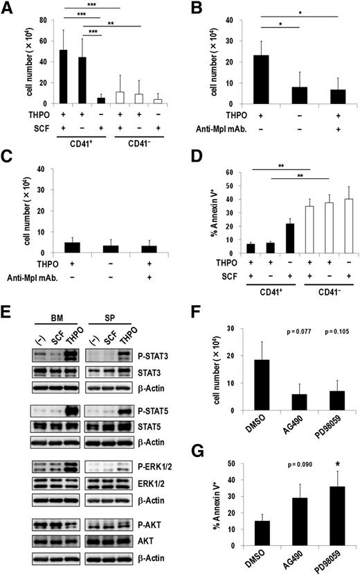 Figure 5. THPO/MPL signaling enhances the growth and survival of CD41+ Evi1 leukemia cells. (A) Proliferation assays of CD41+ and CD41− BM cells from Evi1 leukemia mice using OP9 coculture system. CD41+ or CD41− cells (5 × 104 cells per well) were seeded onto a confluent layer of OP9 stromal cells in the presence of SCF and THPO, THPO alone, or SCF alone. After 7 days of culture, cells were harvested by trypsinization and the number of viable leukemia cells was counted. Error bars indicate SD (n = 7; **P < .01, ***P < .001, Tukey’s test). (B-C) The antiproliferation effect of an anti-Mpl antibody against CD41+ cells. CD41+ (B; n = 4) or CD41− (C; n = 3) cells were seeded onto OP9 stromal cells with or without THPO, or THPO with an anti-Mpl antibody (100 ng/mL), and cultured for 7 days. The number of viable cells was determined as described in panel A. Error bars indicate SD (*P < .05, Dunnett’s test). (D) Apoptosis analysis of CD41+ and CD41− cells cocultured with OP9 cells. CD41+ or CD41− cells were cultured in the same condition as panel A. After 7 days culture, cells were harvested and stained with Annexin V, followed by FACS analysis. Error bars indicate SD (n = 3; **P < .01, Tukey’s test). (E) BM- and SP-MNCs of Evi1 leukemia mice were serum-starved in α-MEM containing 1% bovine serum albumin (BSA) for 60 minutes and then stimulated with SCF or THPO in α-MEM containing 0.1% BSA for 60 minutes. Unstimulated cells were used as negative controls. The phosphorylation levels of STAT3, STAT5, ERK1/2, and AKT were analyzed by western blotting. (F-G) CD41+ cells were treated with dimethylsulfoxide (DMSO) as a vehicle control, a JAK2 inhibitor (AG490; 20 μM), or an MEK inhibitor (PD98059; 20 μM) on OP9 stromal cells in the presence of THPO for 7 days. (F) The number of viable cells was counted. Error bars indicate SD (n = 3; Dunnett’s test). (G) The rate of apoptotic cells was determined by FACS. Error bars indicate SD (n = 4; *P < .05, Dunnett’s test). The concentration of the cytokines used in these experiments was 50 ng/mL.