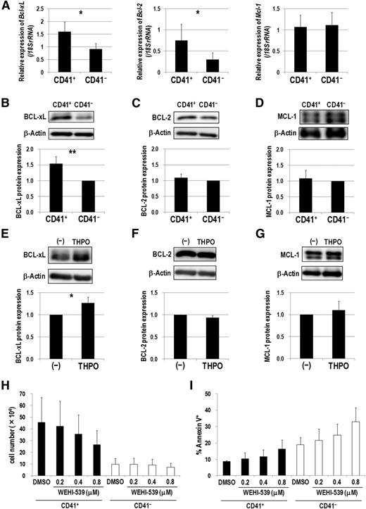 Figure 6. BCL-xL upregulation via THPO/MPL signaling supports the growth and survival of CD41+ Evi1 leukemia cells. (A) Comparison of Bcl-xL (left), Bcl-2 (middle), and Mcl-1 (right) mRNA expression between CD41+ and CD41− BM cells of Evi1 leukemia mice. CD41+ and CD41− BM cells were sorted from 5 independent mice. Expression levels relative to normal c-kit+ BM cells are presented. Error bars indicate SD (*P < .05, Student t test). (B-D) Comparison of protein expression of BCL-xL (B), BCL-2 (C), and MCL-1 (D) between CD41+ and CD41− fractions by western blotting. Representative images and bar graphs showing quantified protein levels are presented. Expression levels were normalized to β-actin expression as the internal control and represented as relative values to those of CD41− cells. Quantification was performed by ImageJ software. Error bars indicate SD (n = 5; **P < .01, Student t test). (E-G) Cryopreserved BM- or SP-MNCs from Evi1 leukemia mice were thawed and serum-starved in α-MEM containing 1% BSA for 3 hours, and then stimulated with or without THPO in α-MEM containing 0.1% BSA for 7 hours. Cells were washed with phosphate-buffered saline and lysed for protein extraction. The expression levels of BCL-xL (E), BCL-2 (F), and MCL-1 (G) were determined by western blotting. Representative images and bar graphs showing quantified protein levels are presented. Quantification was performed as described above. Error bars indicate SD (n = 4; *P < .05, Student t test). (H-I) CD41+ or CD41− cells were treated with DMSO as a vehicle control or a BCL-xL inhibitor (WEHI-539; 0.2, 0.4, and 0.8 μM) on OP9 stromal cells in the presence of THPO for 7 days. (H) The number of viable cells was counted. Error bars indicate SD (n = 3). (I) The rate of apoptotic cells was determined by FACS. Error bars indicate SD (n = 3). Black and white bars represent the results from CD41+ and CD41− cells, respectively. There was no significant difference between DMSO- and WEHI-539-treated groups (Dunnett’s test). The concentration of THPO used in these experiments was 50 ng/mL.