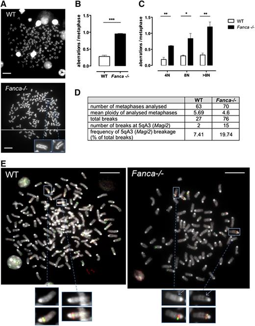 Figure 6. Fanca−/− MKs accumulate chromosomal aberrations. (A) Representative examples of WT (upper) and Fanca−/− (lower) 8N metaphase spreads. (B) Frequencies of chromosomal breaks, gaps, fusions, and deletions scored in ≥50 metaphases per point (n = 3 mice per group, ***P < .001, Student t test) or (C) scored in 4N, 8N, or > 8N metaphase spreads (minimum of 30 metaphases analyzed per point, n = 3 mice per group, *P < .05, **P < .01, Student t test). Means ± SEM are shown; bar = 10 μm. (D) Frequency of 5qA3 breakage in WT and Fanca−/− (pool of 2 mice WT and 3 mice Fanca−/−; 2 separate experiments shown) metaphases analyzed by FISH, with representative images (E).