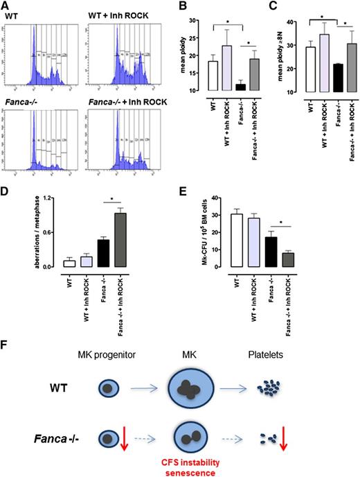 Figure 7. Downregulation of ROCK improves ploidy but increases genomic instability in Fanca−/− MKs. Ploidy analysis of CD41+ cells after 3-day culture with TPO, with or without the ROCK inhibitor Y27632: (A) representative flow cytometry histograms; (B) mean ploidy of all CD41+ cells; and (C) mean ploidy of CD41+ cells with ≥8N (n = 4 per group of WT; n = 5 per group of Fanca−/−, *P < .05, Student t test). (D) Frequency of chromosomal aberrations scored in a minimum of 30 metaphases per point (n = 3 per group, *P < .05, Student t test), with or without ROCK inhibitor. (E) Number of colonies obtained at day 6 of MegaCult-C under the same conditions described above (n = 5 per group, *P < .05, Student t test). Means ± SEM are shown. (F) Proposed model for development of thrombocytopenia in Fanca−/− mice. See discussion for details.