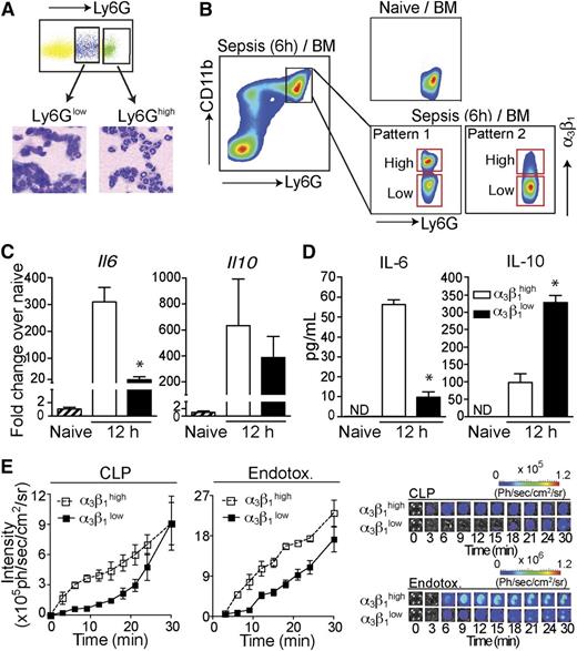 Figure 2. Gr1highCD11bhighα3β1high neutrophils have pro-inflammatory phenotypes. (A) Total bone marrow (BM) cells from C57BL/6 mice (6 hours after CLP) were stained with Ly6G and CD11b antibodies. Cells were sorted into Ly6Ghigh and Ly6Glow populations, as indicated, and stained with hematoxylin and eosin after cytospin. Ly6Ghigh cells demonstrate neutrophil morphology with a multilobed nucleus, and Ly6Glow cells have a monocyte-like appearance. (B) The gating strategy for α3β1high and α3β1low neutrophil populations in mice is shown. The pseudo color plots demonstrate α3β1 upregulation on mouse BM neutrophils (gated as Ly6GhighCD11bhigh single cells) 6 hours after CLP compared with neutrophils from naive mice. (C) Neutrophils from total BM of endotoxemia-treated mice were gated as Ly6GhighCD11bhigh cells and fluorescence-activated cell sorted based on their α3β1 expression levels into α3β1high and α3β1low populations, as shown in panel B. Fold changes in Il6 and Il10 gene expression 12 hours after sepsis induction, compared with neutrophils from naive mice, were quantified by reverse transcription polymerase chain reaction. Data are expressed as mean ± SD of 3 separate experiments. *P < .05 (Mann-Whitney test). (D) Fluorescence-activated cell -sorted α3β1high and α3β1low neutrophils isolated from endotoxemia mice 12 hours after sepsis induction were in vitro stimulated with LPS (100 ng/mL) to induce cytokine production. Culture supernatants were collected after 24 hours of stimulation and secreted IL-6 and IL-10 levels were measured by enzyme-linked immunosorbent assay (ELISA). Data are expressed as mean ± SD of 3 separate experiments. *P < .05 (Mann-Whitney test). (E) MPO activity of α3β1high and α3β1low BM neutrophils from CLP and endotoxemia mice was measured using bioluminescence. Sorted cells (5 × 104 cells/well) were stimulated with PMA (1 μM) in the presence of luminol (1 mg/well), and the luminescence intensity was imaged. The graphs of MPO activity kinetics (left) in α3β1high and α3β1low cells and the representative luminescence images (right) are shown. Endotox., endotoxin.