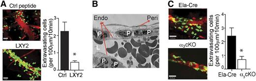 Figure 4. Integrin α3β1 blockade or targeted genetic depletion impedes neutrophil extravasation at the basement membrane. (A) The effect of α3β1 blockade on neutrophil migration in vivo was assessed by intravital multiphoton microscopy in the 1 μM fMLP-superfused cremaster vessels of LysM-GFP mice after IV injections of either control (Ctrl) peptide or LXY2 (88 μg or 100 nmole). (B) Transmission electron microscopy imaging of fMLP-superfused cremaster microvasculature of mice administered LXY2. Endo, endothelium; L, lumen; peri, pericyte; P, polymorphonuclear leukocytes. (C) The effect of α3β1 conditional deletion in α3 cKO (Itga3flox/flox; Ela-Cre) mice compared with control Ela-Cre (Itga3wt/wt; Ela-Cre) mice on neutrophil transmigration in response to fMLP (1 μM), assessed by intravital multiphoton microscopy. (A-C) Results are representative of 3 independent experiments. (A,C) Results were quantified and expressed as mean ± SEM. *P < .05 (Mann-Whitney test).